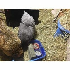 200-Watt Flat Panel Design Cozy Coop Safe Chicken Coop Heater by Unbranded -Cheap Bird & Wildlife Supplies Store accessories cl coop 1f 1000