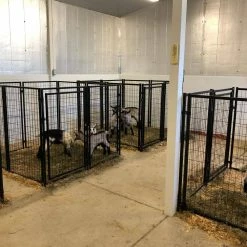 4 ft. H x 5 ft. W x 5 ft. L Dog Kennel by ALEKO -Cheap Bird & Wildlife Supplies Store aleko dog kennels dk5x5x4sq hd 76 1000