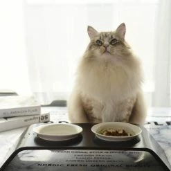 K1 CapCap Pet Food Table in Black Walnut by AndMakers -Cheap Bird & Wildlife Supplies Store andmakers cat food bowls k1 kf 04 76 1000