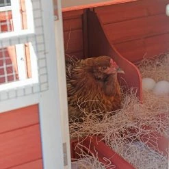 Large 72.5 in. Modular Chicken Coop and Poultry Cage with All wire Sun Yard by Animal House -Cheap Bird & Wildlife Supplies Store animal house chicken coops 5403680 76 1000