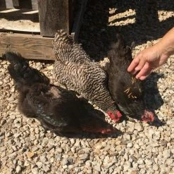 Flock Fest 10 lbs. Bag Fly Larvae by Unbranded -Cheap Bird & Wildlife Supplies Store bird food seed 809343 77 1000