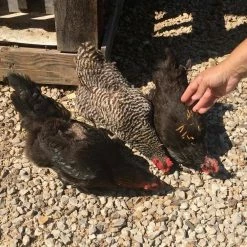 Flock Fest 5 lbs. Bag Fly Larvae by Unbranded -Cheap Bird & Wildlife Supplies Store bird food seed 809350 31 1000