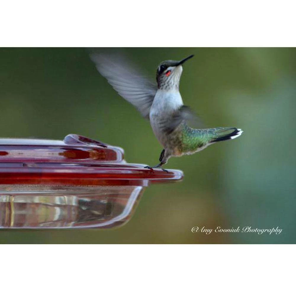 8 oz. Hummerfest Hummingbird Feeder by BIRDS choice 5 8 oz. Hummerfest Hummingbird Feeder by BIRDS choice - Image 5