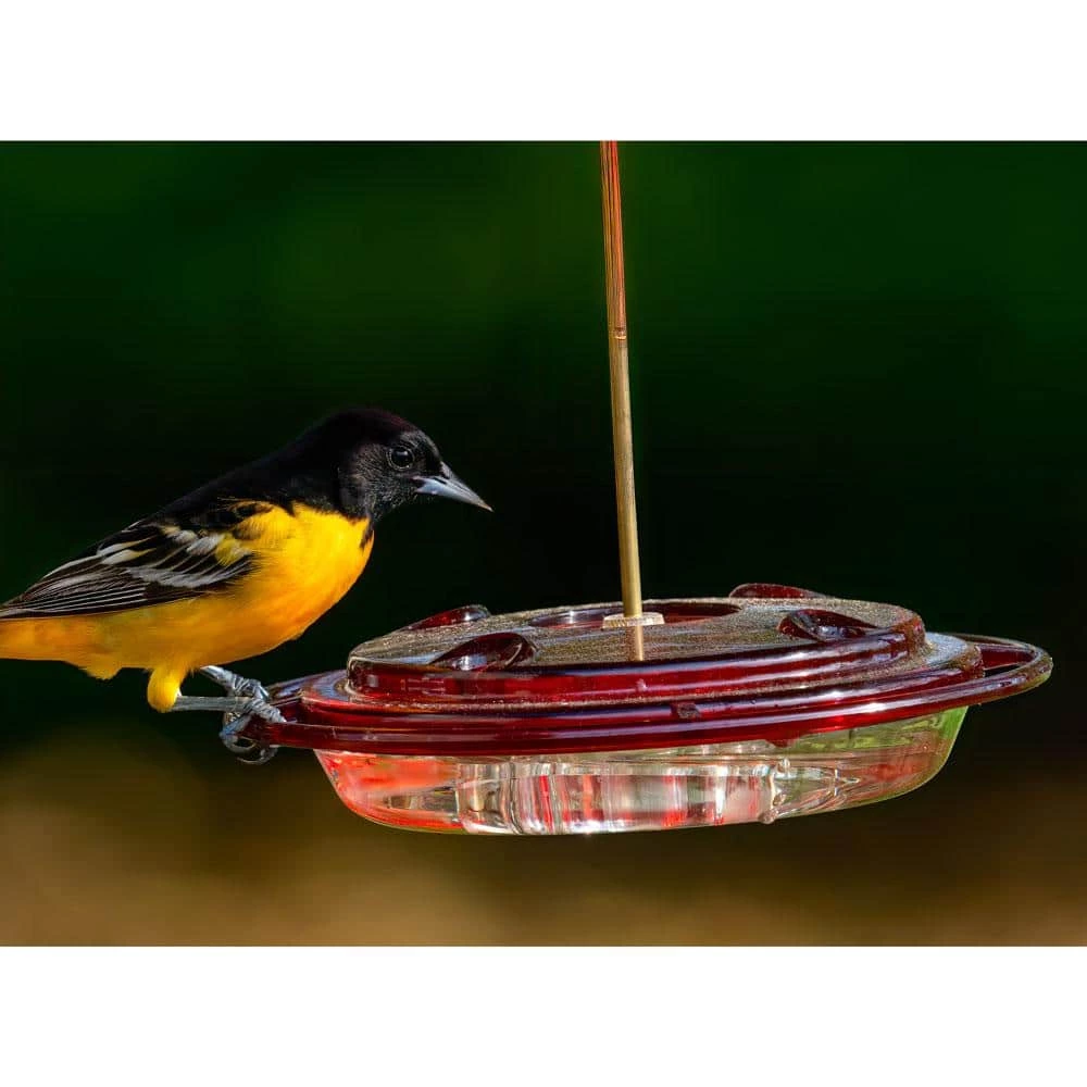 8 oz. Hummerfest Hummingbird Feeder by BIRDS choice 6 8 oz. Hummerfest Hummingbird Feeder by BIRDS choice - Image 6