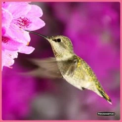 Clear Electronectar for Hummingbirds and Orioles by Pennington -Cheap Bird & Wildlife Supplies Store clear pennington bird seed food 100543828 c3 1000