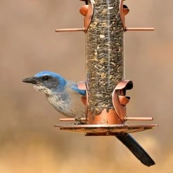2-in-1 Copper Hanging Bird Feeder - 1 lb. Capacity by Perky-Pet -Cheap Bird & Wildlife Supplies Store copper perky pet bird feeders 385 2 fa 1000