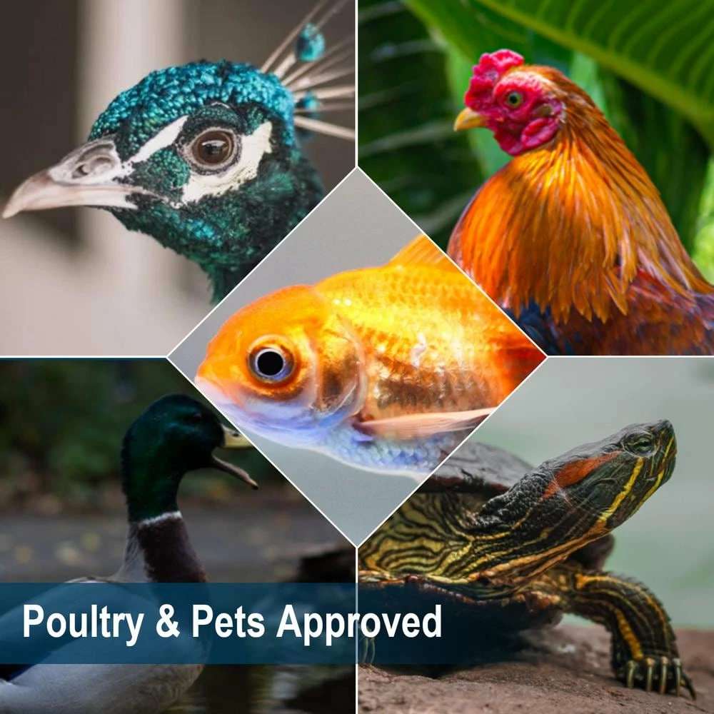 6 lbs. Natural Dried Soldier Fly Larvae for Chickens, Ducks, Geese, Turkeys and more. 85X more calcium than mealworms by Euchirus 4 6 lbs. Natural Dried Soldier Fly Larvae for Chickens, Ducks, Geese, Turkeys and more. 85X more calcium than mealworms by Euchirus - Image 4