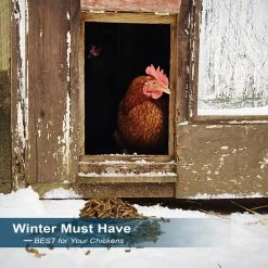 6 lbs. Natural Dried Soldier Fly Larvae for Chickens, Ducks, Geese, Turkeys and more. 85X more calcium than mealworms by Euchirus 9 6 lbs. Natural Dried Soldier Fly Larvae for Chickens, Ducks, Geese, Turkeys and more. 85X more calcium than mealworms by Euchirus -Cheap Bird & Wildlife Supplies Store euchirus bird seed food fly larvae 6 4f 1000