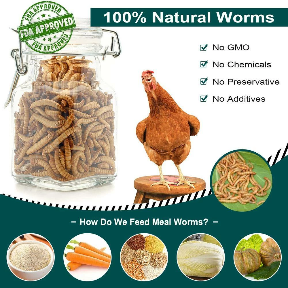 10 lbs. Non-GMO Dried Mealworms for Wild Bird Chicken Fish, High-Protein, Large Meal Worms by Euchirus 4 10 lbs. Non-GMO Dried Mealworms for Wild Bird Chicken Fish, High-Protein, Large Meal Worms by Euchirus - Image 4