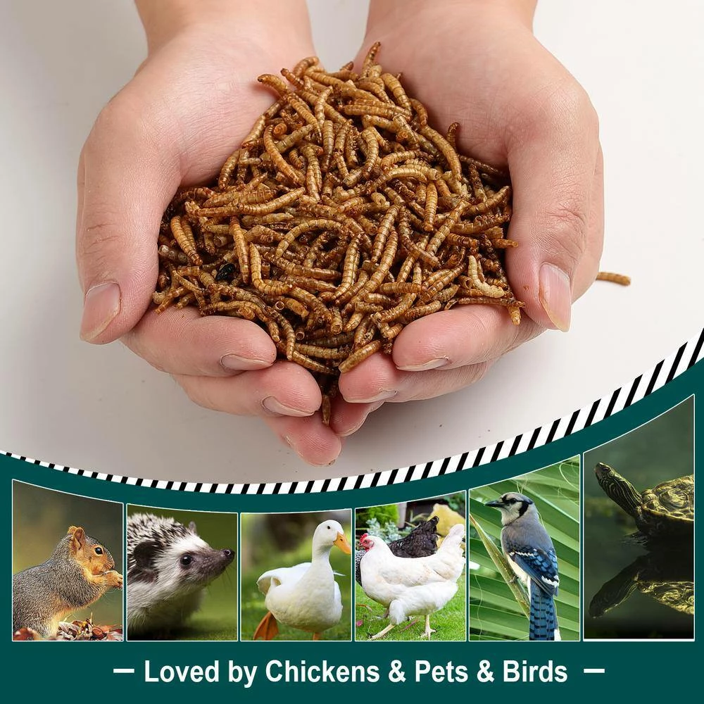 10 lbs. Non-GMO Dried Mealworms for Wild Bird Chicken Fish, High-Protein, Large Meal Worms by Euchirus 2 10 lbs. Non-GMO Dried Mealworms for Wild Bird Chicken Fish, High-Protein, Large Meal Worms by Euchirus - Image 2