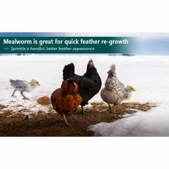 10 lbs. Non-GMO Dried Mealworms for Wild Bird Chicken Fish, High-Protein, Large Meal Worms by Euchirus 12 10 lbs. Non-GMO Dried Mealworms for Wild Bird Chicken Fish, High-Protein, Large Meal Worms by Euchirus -Cheap Bird & Wildlife Supplies Store euchirus bird seed food mealworms 10 fa 1000