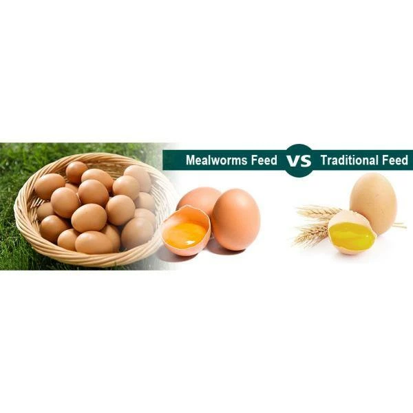 2 lbs. Non-GMO Dried Mealworms for Wild Bird Chicken Fish, High-Protein, Large Meal Worms by Euchirus 5 2 lbs. Non-GMO Dried Mealworms for Wild Bird Chicken Fish, High-Protein, Large Meal Worms by Euchirus - Image 5