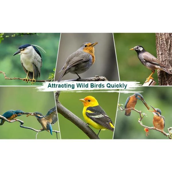 2 lbs. Non-GMO Dried Mealworms for Wild Bird Chicken Fish, High-Protein, Large Meal Worms by Euchirus 7 2 lbs. Non-GMO Dried Mealworms for Wild Bird Chicken Fish, High-Protein, Large Meal Worms by Euchirus - Image 7