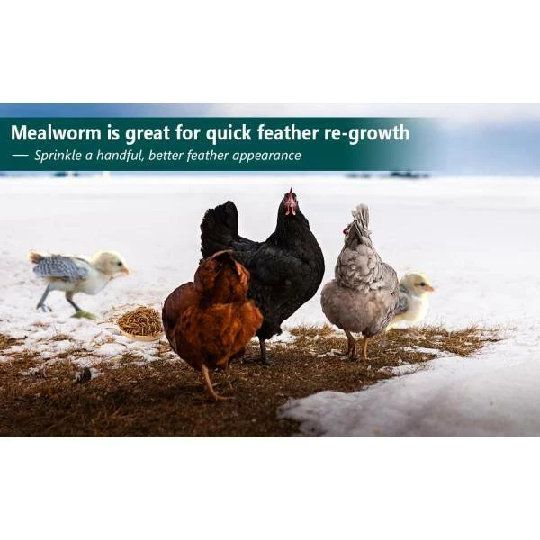 2 lbs. Non-GMO Dried Mealworms for Wild Bird Chicken Fish, High-Protein, Large Meal Worms by Euchirus 6 2 lbs. Non-GMO Dried Mealworms for Wild Bird Chicken Fish, High-Protein, Large Meal Worms by Euchirus - Image 6