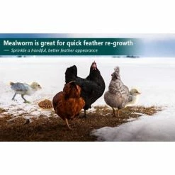 5 lbs. Non-GMO Dried Mealworms for Wild Bird Chicken Fish, High-Protein, Large Meal Worms by Euchirus -Cheap Bird & Wildlife Supplies Store euchirus bird seed food mealworms 5 fa 1000