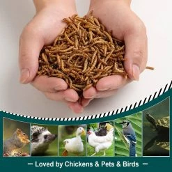 Cheap Bird & Wildlife Supplies Store -Cheap Bird & Wildlife Supplies Store euchirus bird seed food mealworms 6 c3 1000