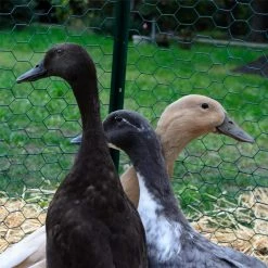 1 in. x 2 ft. x 25 ft. PVC Coated Poultry Netting by Everbilt 8 1 in. x 2 ft. x 25 ft. PVC Coated Poultry Netting by Everbilt -Cheap Bird & Wildlife Supplies Store everbilt chicken wire 308452eb 1f 1000