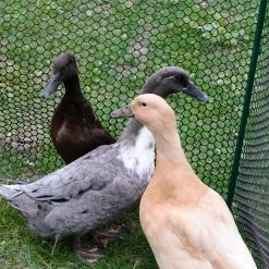 3/4 in. x 3 ft. x 25 ft. Black Plastic Poultry Fence by Everbilt 8 3/4 in. x 3 ft. x 25 ft. Black Plastic Poultry Fence by Everbilt -Cheap Bird & Wildlife Supplies Store everbilt chicken wire 889240eb 1f 1000