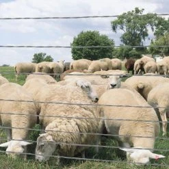 1320 ft. 12.5-Gauge Barbless Wire by FARMGARD -Cheap Bird & Wildlife Supplies Store farmgard barbed wire fencing 317801a 1f 1000