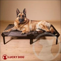 Extra Large 48 in. Gray Elevated Pet Bed Comfort Cot by Lucky Dog