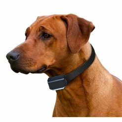 Express Train Remote 3 Dog Radio Trainer by High Tech Pet 7 Express Train Remote 3 Dog Radio Trainer by High Tech Pet -Cheap Bird & Wildlife Supplies Store high tech pet fencing systems rt 3 4f 1000
