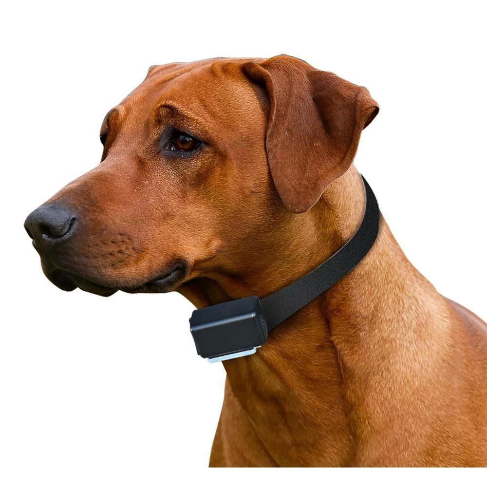 Express Train Remote 3 Dog Radio Trainer by High Tech Pet 3 Express Train Remote 3 Dog Radio Trainer by High Tech Pet - Image 3