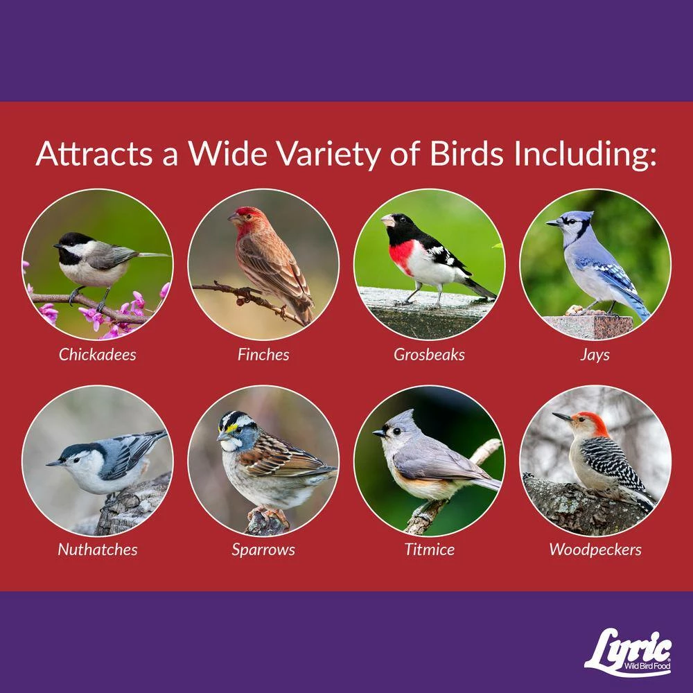 20 lb. Delite High Protein No Waste Wild Bird Mix by Lyric 6 20 lb. Delite High Protein No Waste Wild Bird Mix by Lyric - Image 6