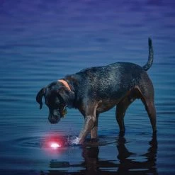 GlowStreak LED Ball Red by Nite Ize 14 GlowStreak LED Ball Red by Nite Ize -Cheap Bird & Wildlife Supplies Store nite ize dog toys gsb 10 r7 fa 1000