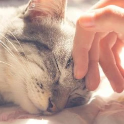 Small Blue Cozy Kitty Tent Igloo by PAW 11 Small Blue Cozy Kitty Tent Igloo by PAW -Cheap Bird & Wildlife Supplies Store paw cat beds 80 tb8801 blu 31 1000