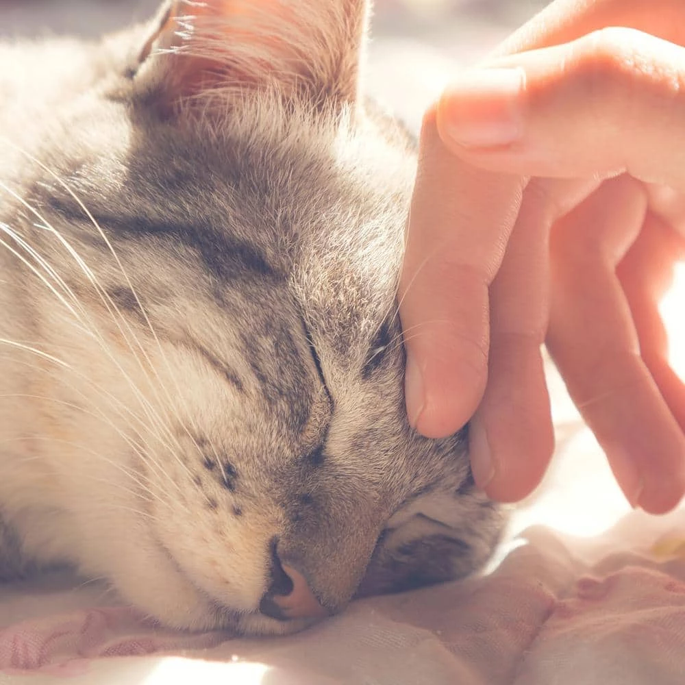 Small Blue Cozy Kitty Tent Igloo by PAW 6 Small Blue Cozy Kitty Tent Igloo by PAW - Image 6