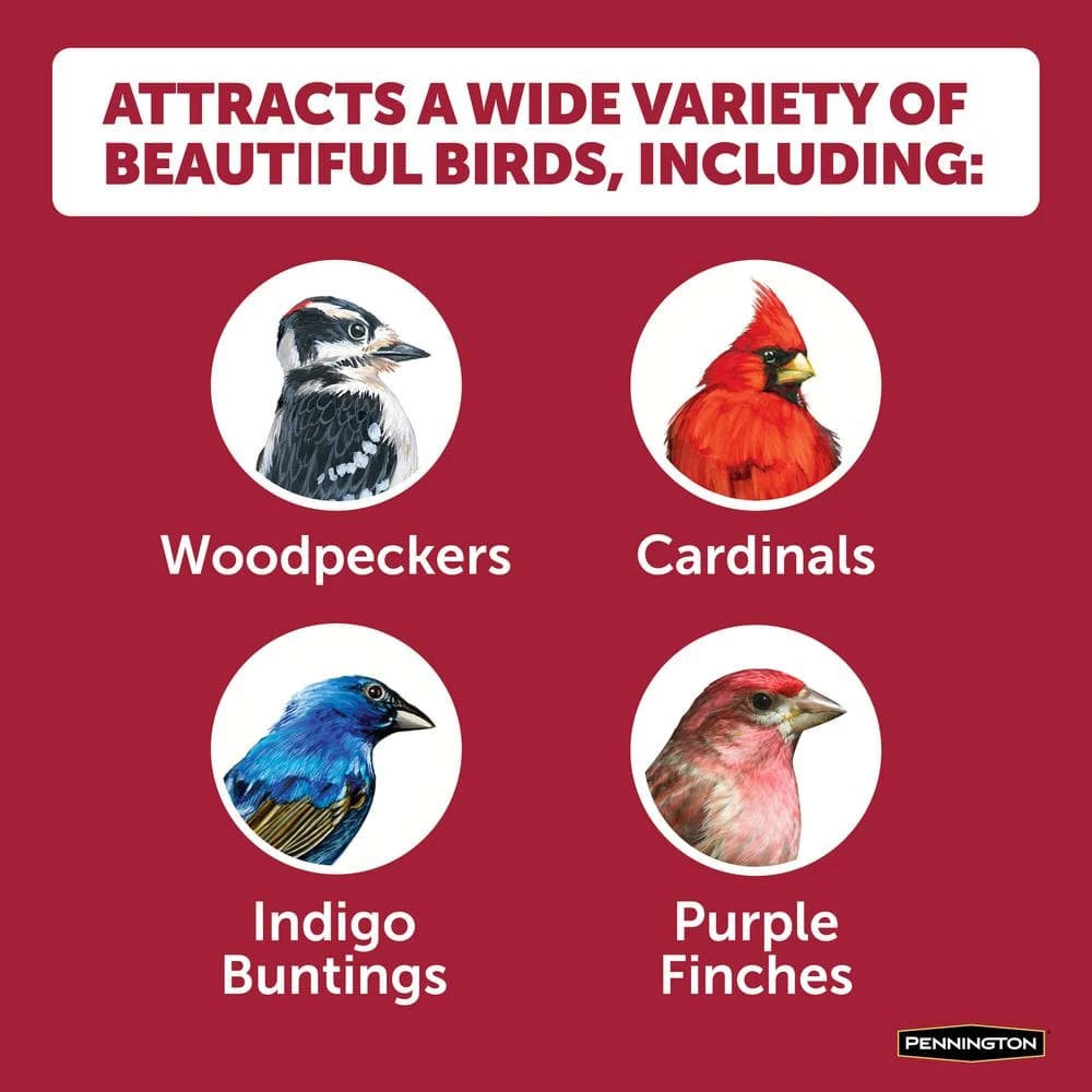 20 lbs. Premium Black Oil Sunflower Bird Seed by Pennington 4 20 lbs. Premium Black Oil Sunflower Bird Seed by Pennington - Image 4