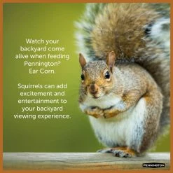 6.5 lbs. Squirrels Ear Corn Cobs by Pennington -Cheap Bird & Wildlife Supplies Store pennington bird seed food 100542062 44 1000
