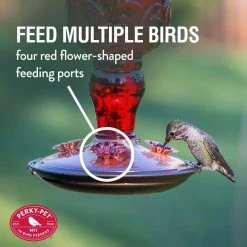 Red Antique Bottle Decorative Glass Hummingbird Feeder - 24 oz. Capacity by Perky-Pet 13 Red Antique Bottle Decorative Glass Hummingbird Feeder - 24 oz. Capacity by Perky-Pet -Cheap Bird & Wildlife Supplies Store perky pet bird feeders 8119 2 4f 1000