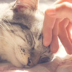 Small Grey Igloo Cat Bed by Petmaker -Cheap Bird & Wildlife Supplies Store petmaker cat beds hw3210009 fa 1000