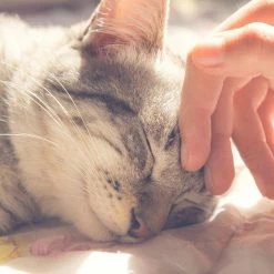 Small Grey Cozy Cave Pet Cube by Petmaker -Cheap Bird & Wildlife Supplies Store petmaker cat beds hw3210097 31 1000