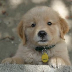 128 oz. Oxy Dog Pet Stain and Odor Oxidizer by Simple Green -Cheap Bird & Wildlife Supplies Store simple green pet stain odor remover 2000000115306 31 1000