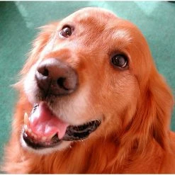 32 oz. Advanced Dog Stain and Odor Remover (Case of 12) by Simple Green -Cheap Bird & Wildlife Supplies Store simple green pet stain odor remover 2010001203032 31 1000