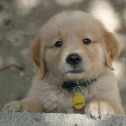 32 oz. Oxy Dog Pet Stain and Odor Oxidizer (12-Case) by Simple Green 7 32 oz. Oxy Dog Pet Stain and Odor Oxidizer (12-Case) by Simple Green -Cheap Bird & Wildlife Supplies Store simple green pet stain odor remover 2010001215303 31 1000