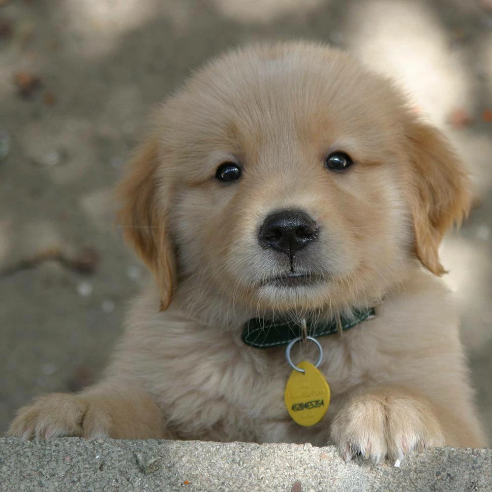 32 oz. Oxy Dog Pet Stain and Odor Oxidizer (12-Case) by Simple Green 4 32 oz. Oxy Dog Pet Stain and Odor Oxidizer (12-Case) by Simple Green - Image 4