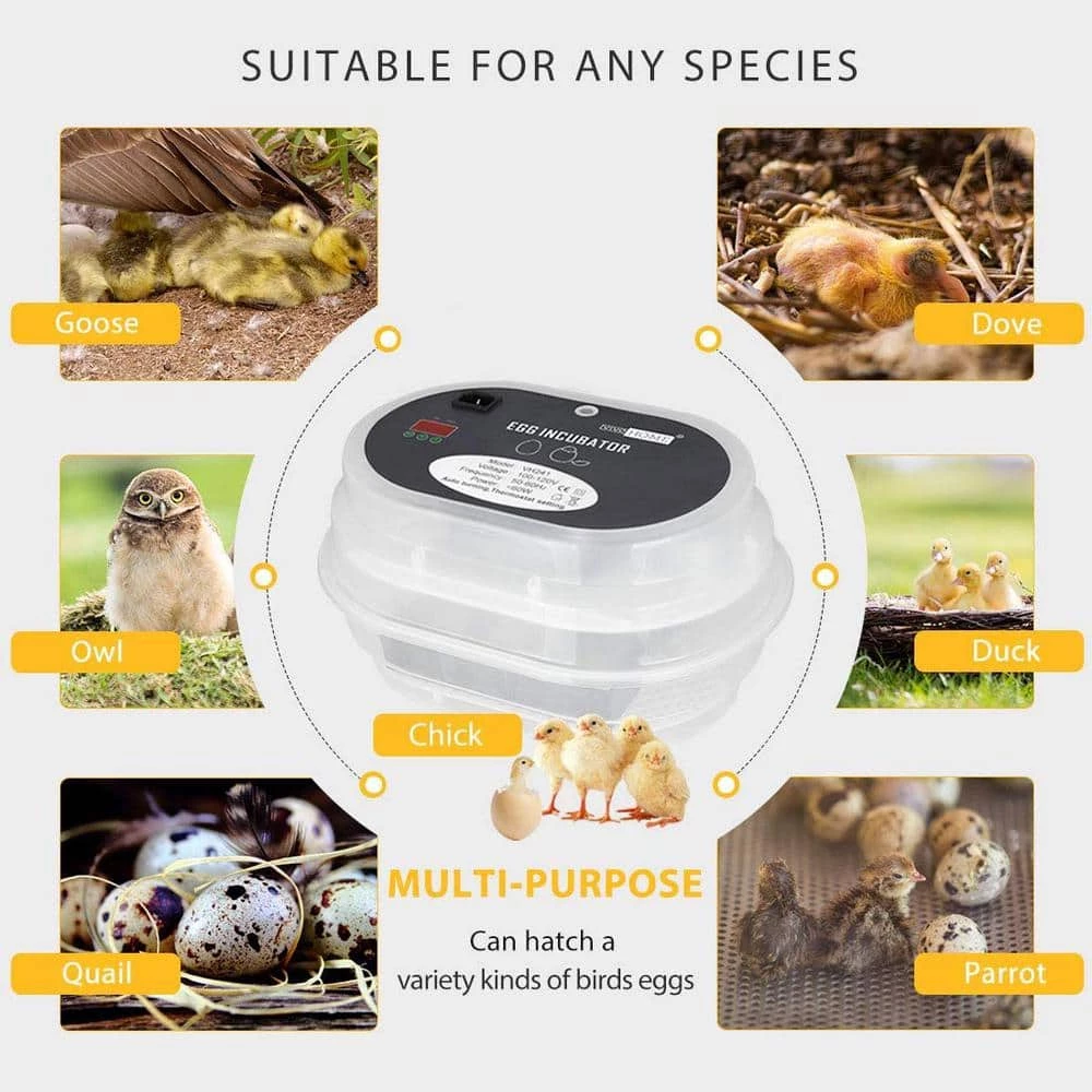 Mini Digital Egg Incubator with Automatic Egg Turning and Temperature Control by VIVOHOME 2 Mini Digital Egg Incubator with Automatic Egg Turning and Temperature Control by VIVOHOME - Image 2