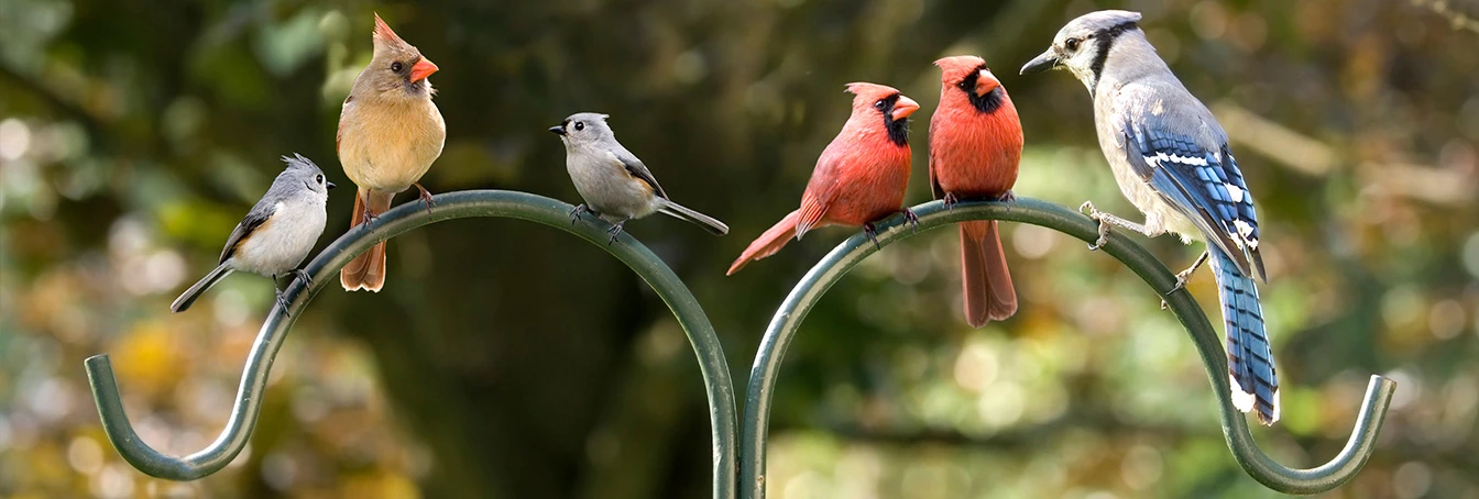 Cheap Bird & Wildlife Supplies Store -Cheap Bird & Wildlife Supplies Store 1